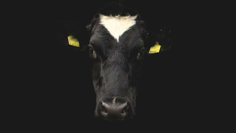 Banke Bihari desi cow, the source of pure ghee
